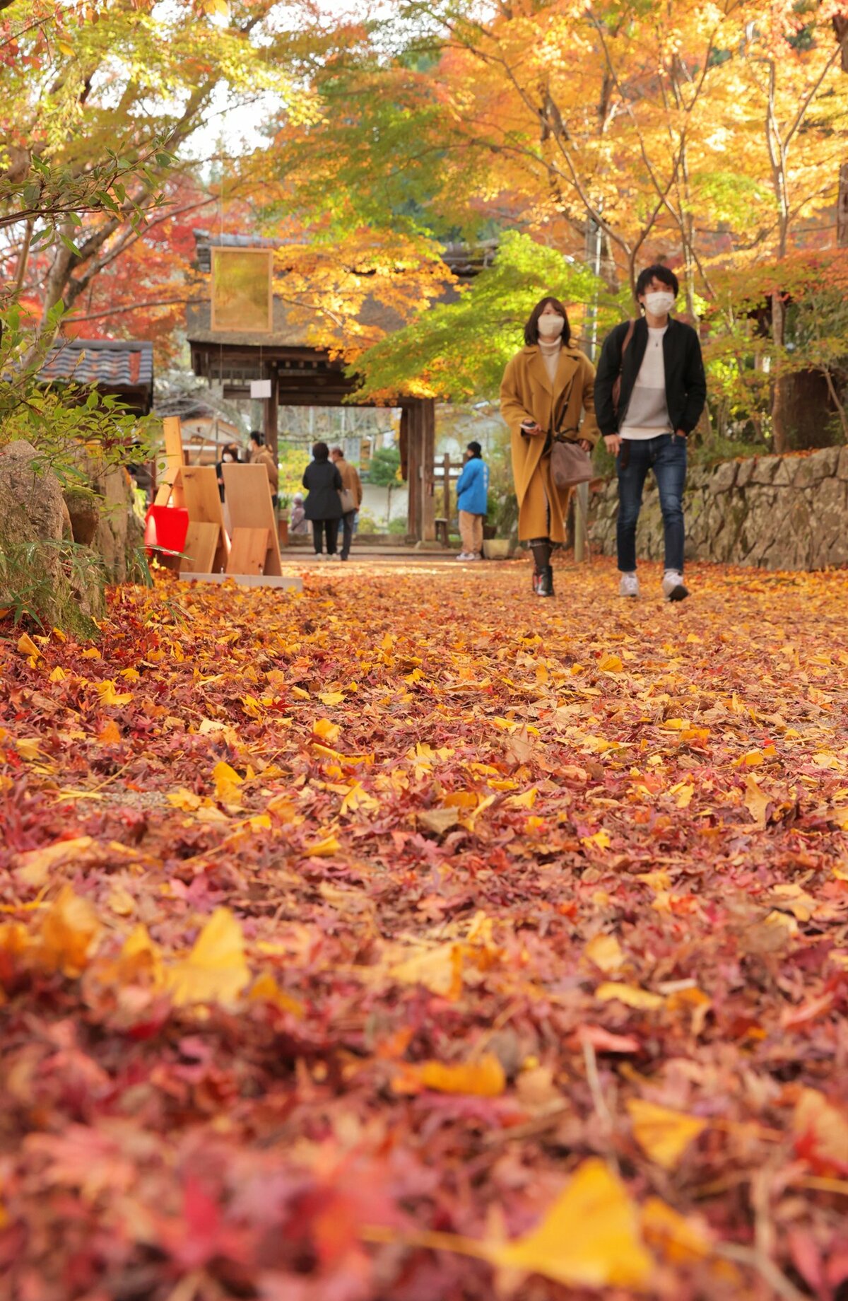 オレンジ色のじゅうたん、紅葉の見ごろも終盤に　滋賀・湖南三山