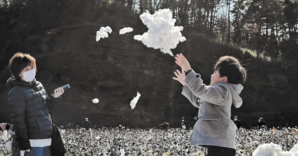 綿摘み体験「まるで雪」　東松島で2年ぶり収穫祭