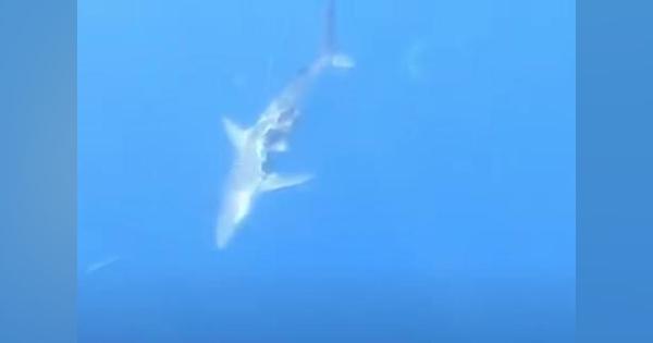 半身を失った「ゾンビザメ」、10匹に共食いされてなお泳ぎ続ける：動画