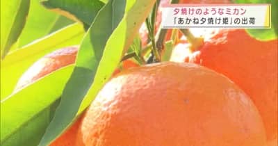 夕焼けのようなミカン「あかね夕焼け姫」の出荷が最盛期を迎える　愛知県豊川市