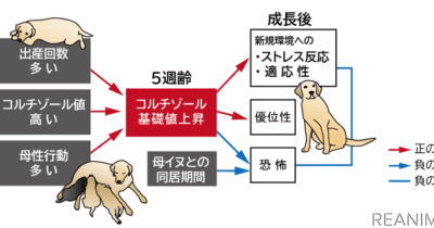 麻布大学と日本盲導犬協会、母犬から十分な養育を受けた犬は成長後ストレスに強くなることを解明