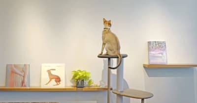 猫用木製家具「KARIMOKU CAT TREE」の代官山 蔦屋書店 限定カラーが登場