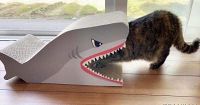 サメ型爪とぎやマタタビが入った動く魚のぬいぐるみコメリオリジナルの新猫用アイテム発売