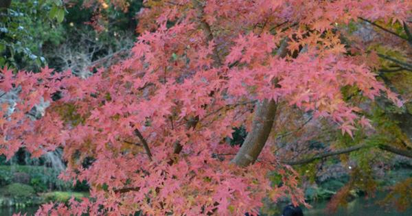 彩り鮮やか250本　成田山公園の紅葉が見ごろに
