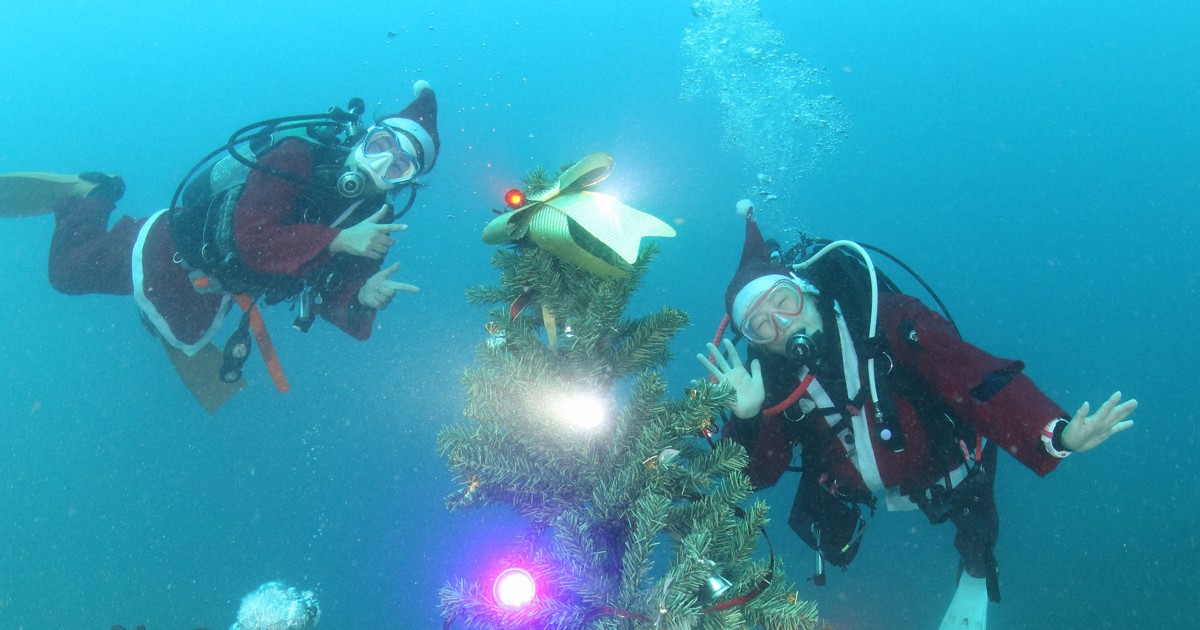 「海の中で安らぎを」　和歌山・串本沖にクリスマスツリー登場