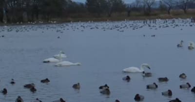 冬の使者・白鳥の飛来がピーク　５６００羽が「瓢湖」に　新潟県阿賀野市