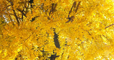 樹齢450年超の大イチョウ　黄色鮮やかに　長崎・光永寺