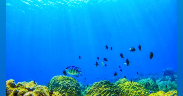 深海の貝から有害物質「ＰＣＢ」検出、汚染広範囲の可能性