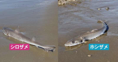 石川県・千里浜海岸にサメが漂着？視聴者から通報