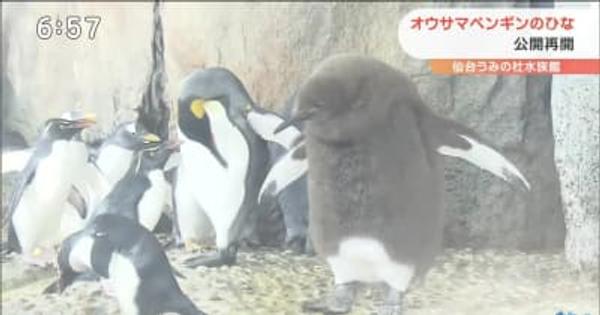 オウサマペンギンのひな　一般公開を再開・仙台
