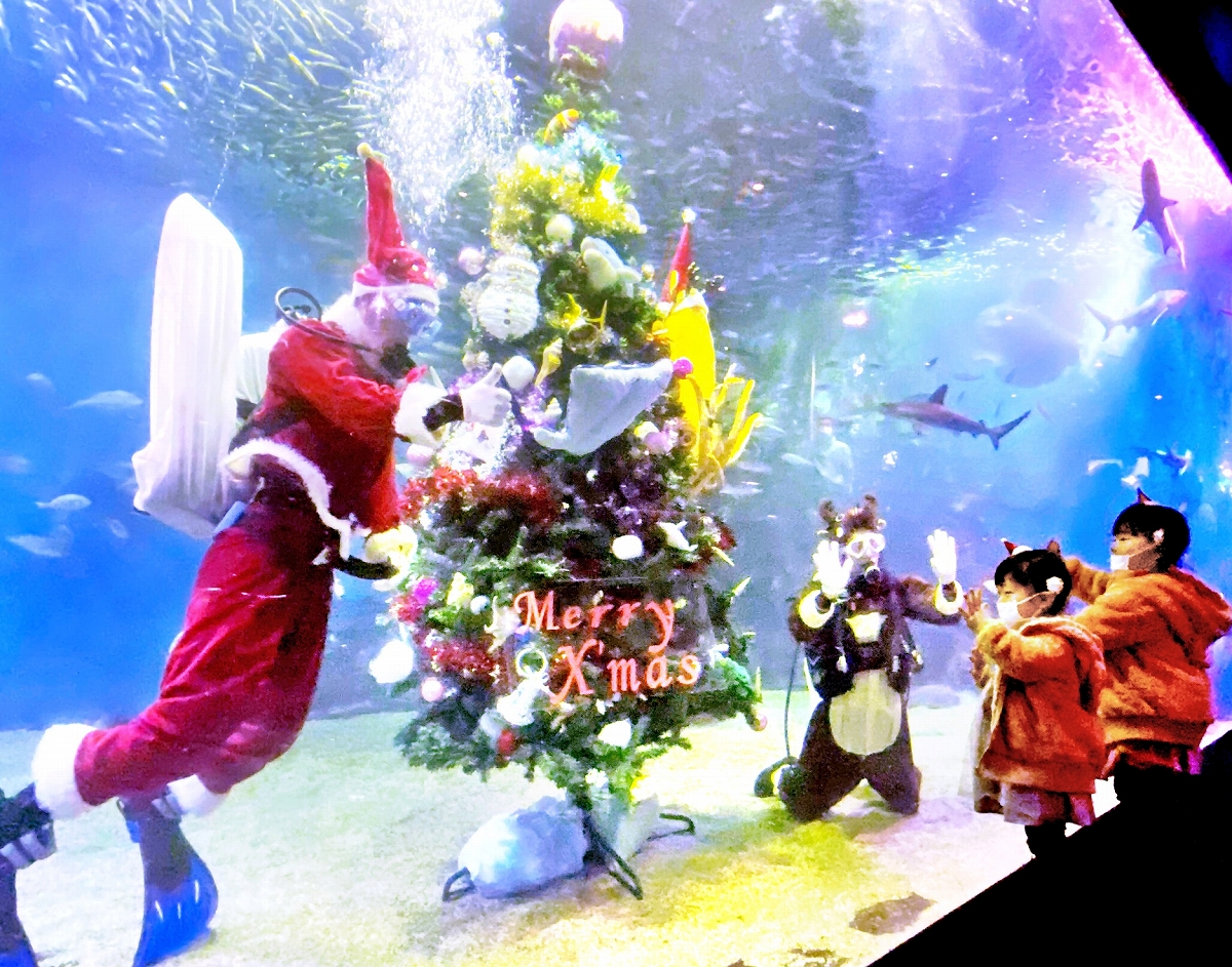 魚が舞う水槽にクリスマスツリー、「サンタ」スタッフがお出迎え　福井県の越前松島水族館