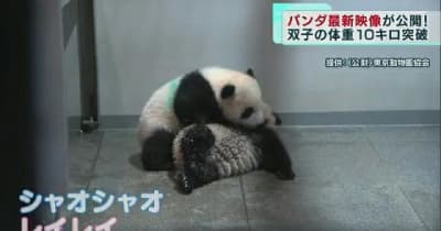 上野の双子パンダ最新映像　パンダいっぱいのイベントも始まる