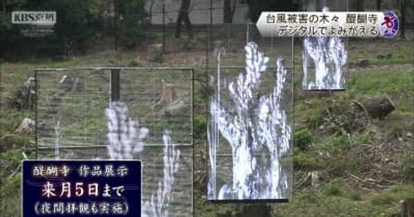 伏見区・醍醐寺　被害の木々　デジタルでよみがえる