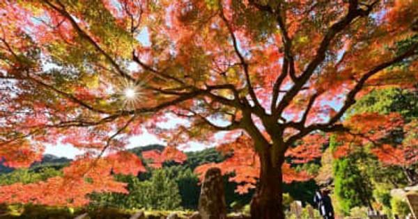 名木「地蔵紅葉」鮮やかに　古座川町田川の瀧川寺