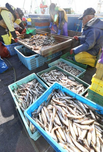 シシャモ漁獲量３年連続最低　釧路西部、前年比５・５％減　漁業者「赤潮の影響か」