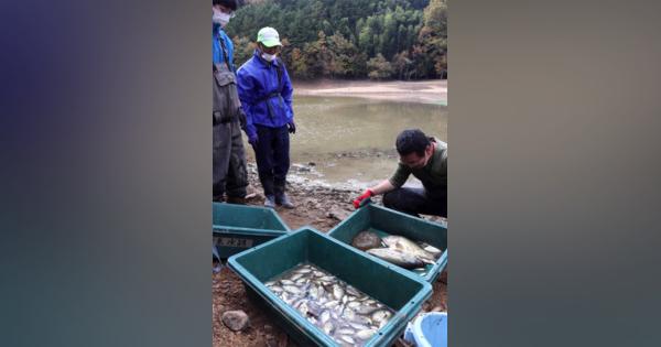 京都のため池で水抜き、体長52cmブラックバス含む外来魚2300匹駆除