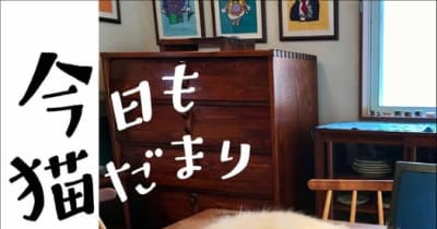 猫ぐらしフォトエッセイ『今日も猫だまり』、KADOKAWAより刊行
