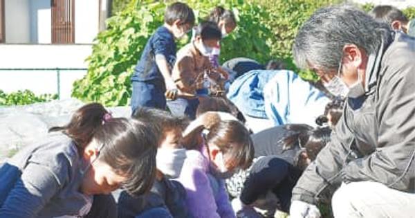 宮崎台小２年児童 宮崎町内会とイモ収穫 共同管理の畑で　川崎市宮前区