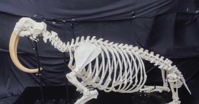 世界最大級のセイウチの全身骨格標本を公開、22年1月まで特別レクチャーなども実施鴨川シーワールド