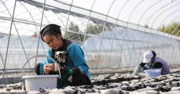 キクラゲの収穫が最盛期　貴州省三都スイ族自治県