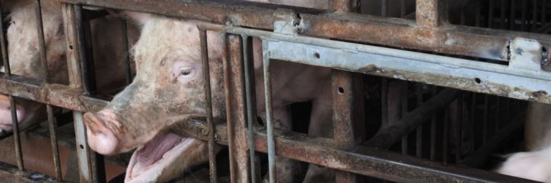 日本人が知らない、養豚の「残酷な現実」…日本ハムが“改善の草分け”になるか？（細川 幸一） @moneygendai