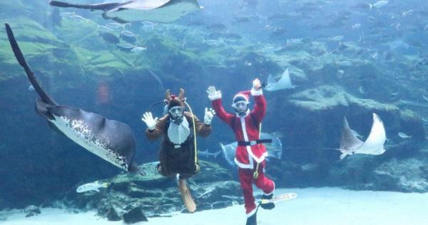 大水槽にもクリスマス　サンタとトナカイがお掃除　長崎の水族館