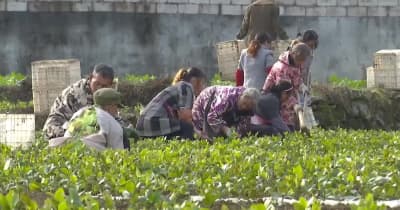 「油茶」の育苗で増収を後押し　重慶市酉陽県