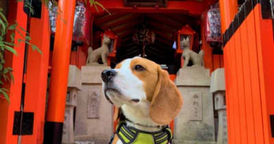 「愛犬と一緒に参拝できる神社ベスト20」発表、ペットの健康祈願やお守り販売もくるまの旅ナビ