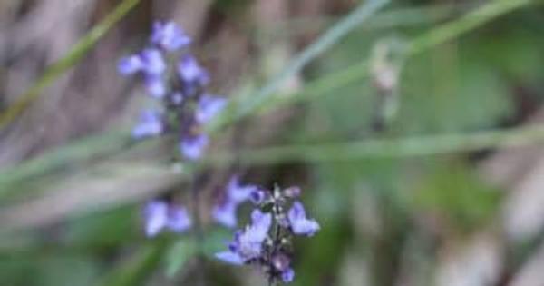 ヤマハッカが青紫の花