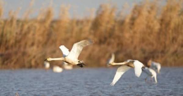 鄱陽湖畔に渡り鳥が飛来　江西省