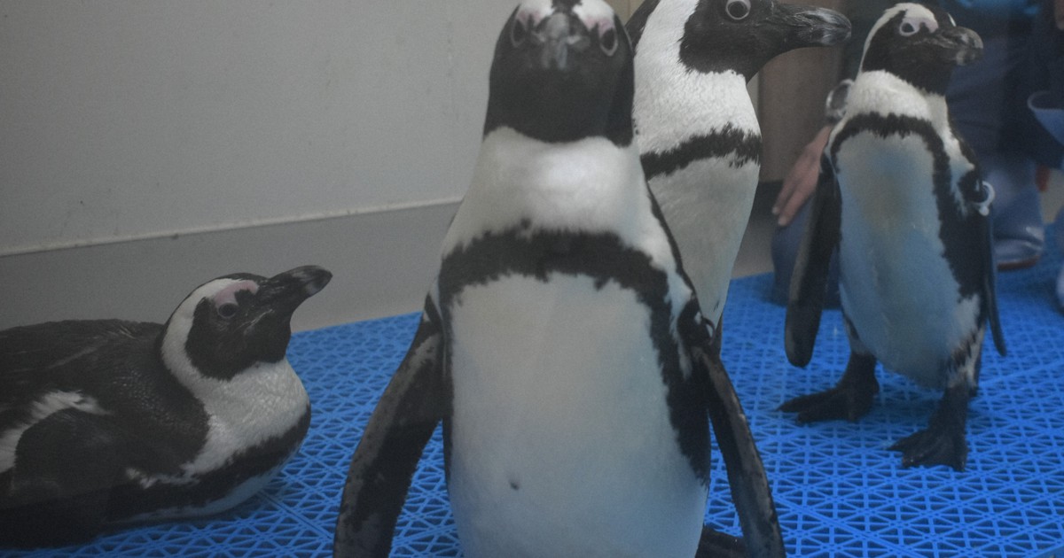 餌に加え検診や投薬　水族館が高齢ペンギンの飼育費募る　和歌山