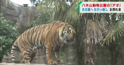 スマトラトラ「アオ」仙台から名古屋の動物園に引っ越し