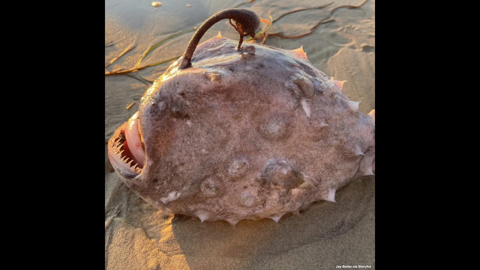 まるで悪夢のようだった 米西海岸で怪物のような見た目の深海魚が打ち上げられる アンコウの一種