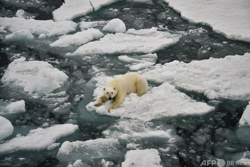 北極圏で気温38度、観測史上最高と認定 国連
