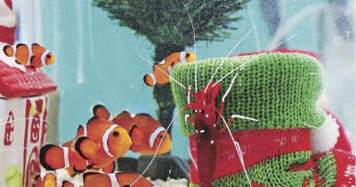 水槽の中にもクリスマス　エビカニ水族館で特別展示
