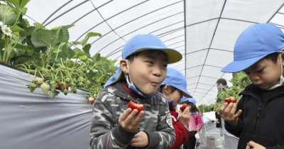 甘いイチゴ召し上がれ　大洲の観光農園が地元園児を招待　10品種を食べ比べ