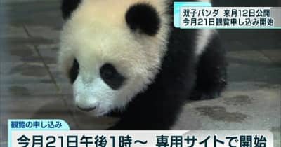上野動物園の双子パンダ　観覧申し込みは専用サイトで