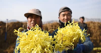 黄ニラの収穫始まる　中国甘粛省蘭州市