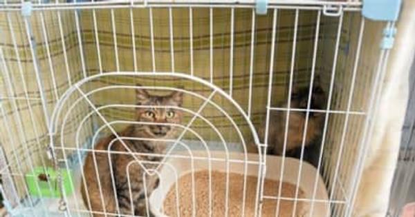 保護猫の飼い主募集　熊本市動物愛護センター　収容定数超え、処分の可能性も