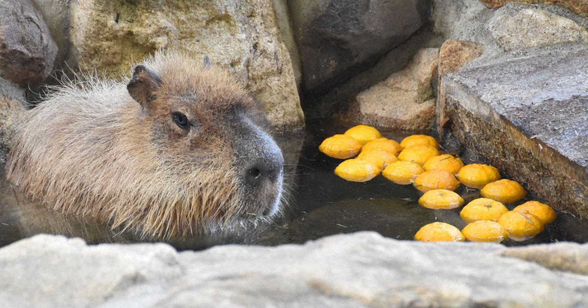 カピバラがゆず湯満喫　入浴姿、来園者の心癒やし　岡山の動物園
