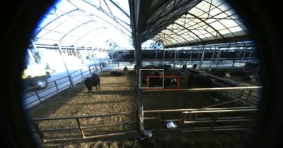 牛の発情行動、AI検知　ヒューマンサポートテクノロジー　システム開発、試験運用