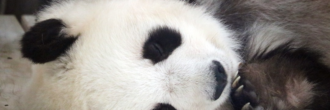神戸・王子動物園の高齢パンダ「タンタン」が“現状維持”を大切にしている深いワケ