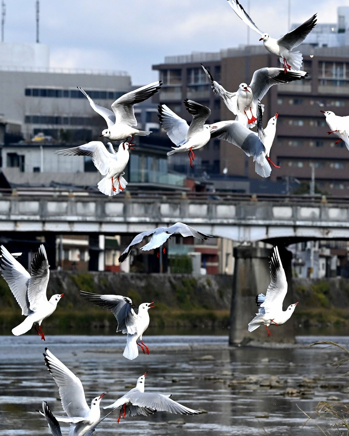 「冬の使者」ユリカモメ、京都に飛来　朝日の中、鴨川上空をひらり