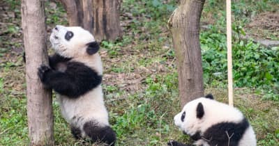 中国の重慶動物園で双子の赤ちゃんパンダ2組の命名式