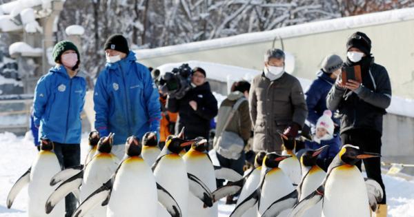 新雪コースを思い思いに　今冬も恒例「ペンギン散歩」　旭山動物園