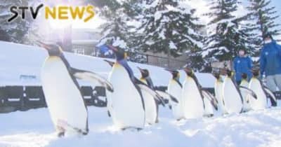 雪の散歩コースをよちよち歩き　旭山動物園で「ペンギンの散歩」来年３月中旬まで