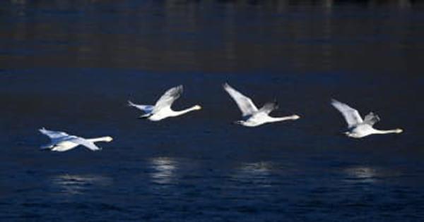 黄河に多くの渡り鳥が飛来　青海省貴徳県