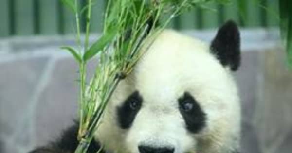 タンタンの飼育期間延長　神戸・王子動物園で1年間　オミクロン影響、中国帰国困難