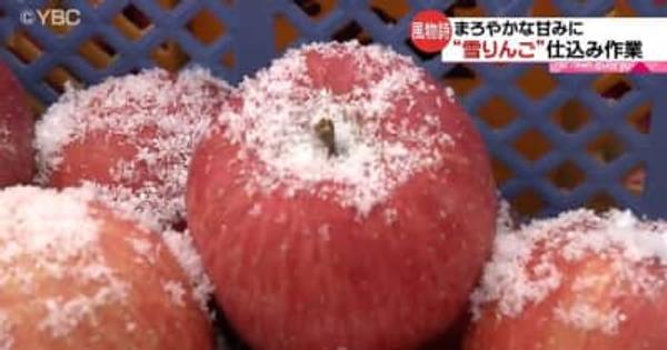 まろやかな甘みに“雪りんご”の仕込み作業　山形県