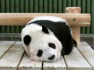 神戸のパンダ、返還期限1年延長　心疾患判明の26歳雌タンタン